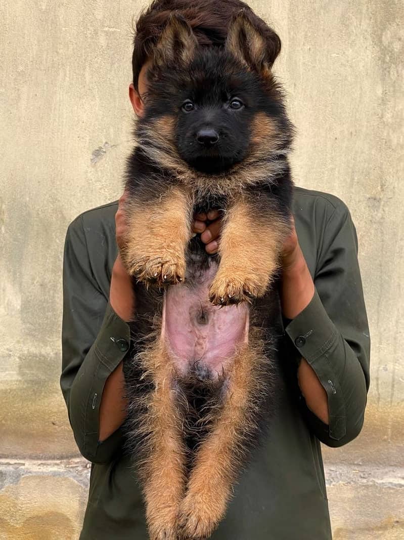 German Shepherd puppies 1