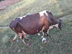 Cow for sale with Bachri