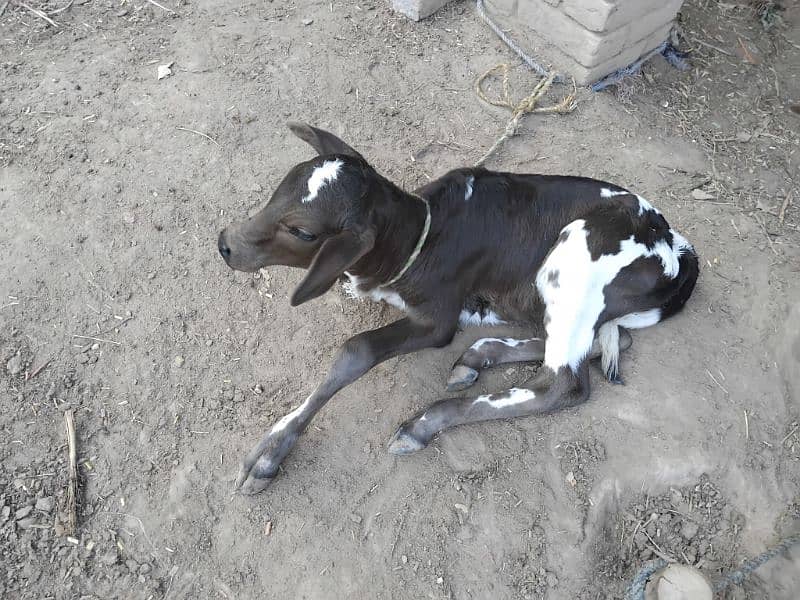 Cow for sale with Bachri 1