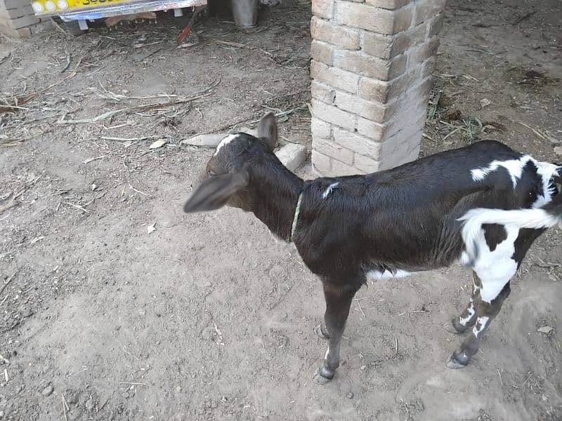 Cow for sale with Bachri 2