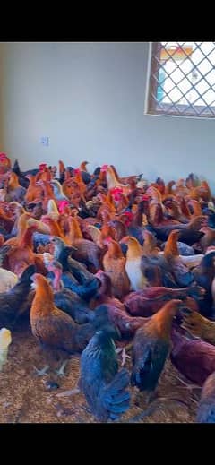 golden misri Fresh Stater Eggs laying hens available weight 1300_1400g