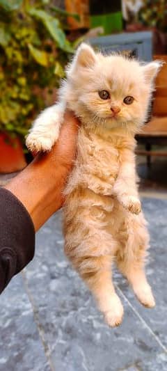 pure persian kitten for sale (free hone delivery)