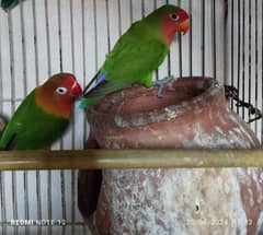 Love bird pair green colour