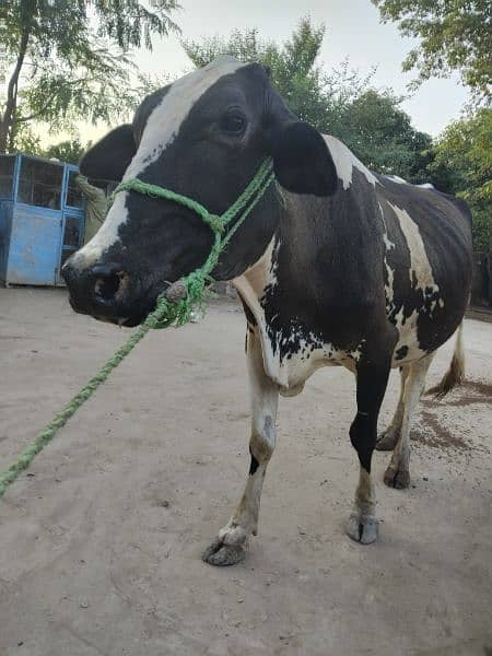 Cow for sale with Bachri 3