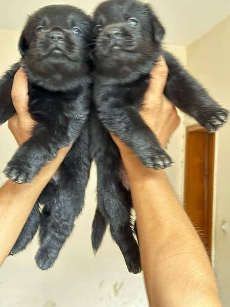 German Shepherd puppy 03250334267 only Whatsapp 3