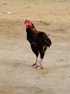 red cock