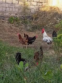 golden mesri hens