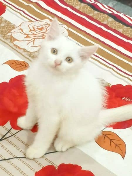 parsain cats/cat/cat baby/catbaby for sale 1