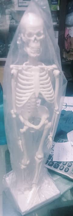 Human skeleton  and other models available china made