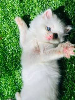 Persian Cat for sale my WhatsApp number 03345814757