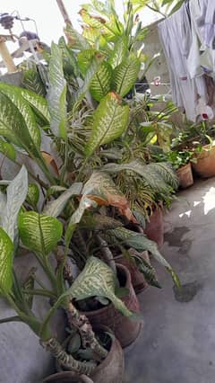 PLANTS FOR SALE IN GOOD CONDITION