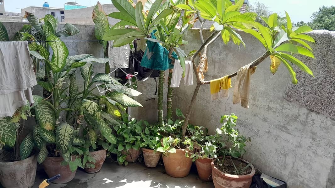 PLANTS FOR SALE IN GOOD CONDITION 1