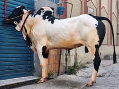 fatehzangii cow 10/10