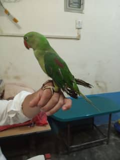 Kashmiri parrot Male