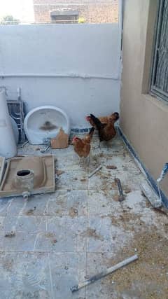 hens