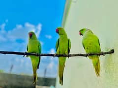 Parrots