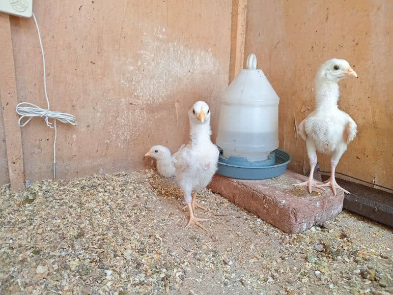 top quality white heera Aseel chicks 0/3/0/0/9/4/0/2/9/4/0 1