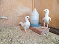 top quality white heera Aseel chicks 0/3/0/0/9/4/0/2/9/4/0