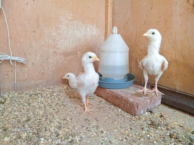 top quality white heera Aseel chicks 0/3/0/0/9/4/0/2/9/4/0 0