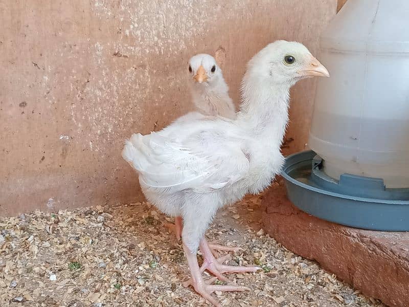 top quality white heera Aseel chicks 0/3/0/0/9/4/0/2/9/4/0 2