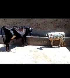 Cow sath wachi