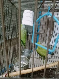 Parrot  sale offer