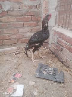 lasani aseel / Murghi / white heera / Aseel hen for sale