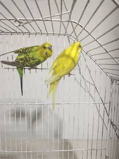 Australlian parrots Breader Pair Red eye female And mail Black eyes 0