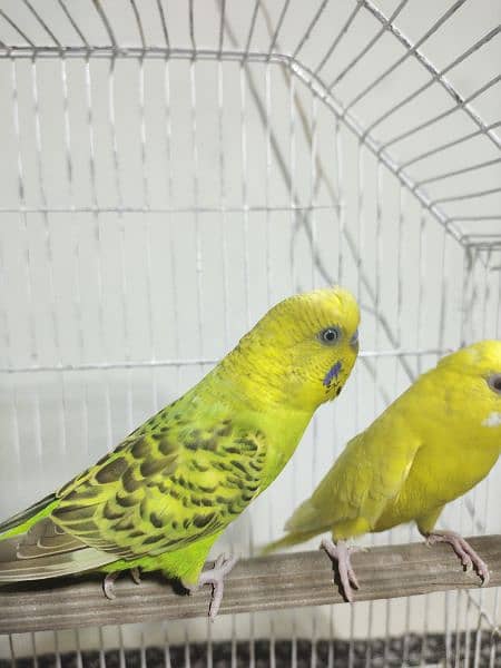 Australlian parrots Breader Pair Red eye female And mail Black eyes 1