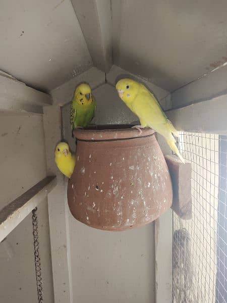 Australlian parrots Breader Pair Red eye female And mail Black eyes 2