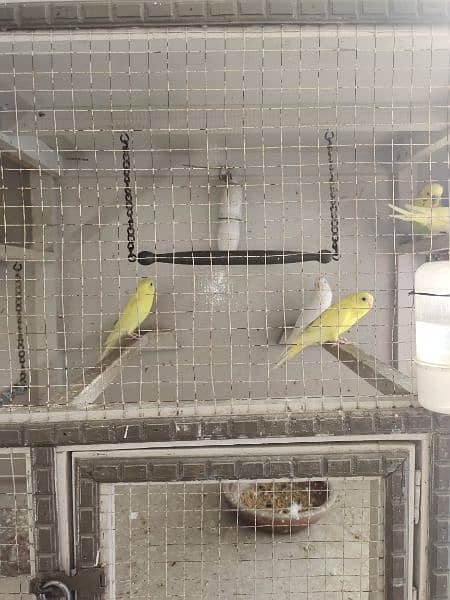 Australlian parrots Breader Pair Red eye female And mail Black eyes 4