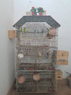 Complete Bird Setup [Budgies,Cockatiel,finches,Fishers,Latino,others] 0