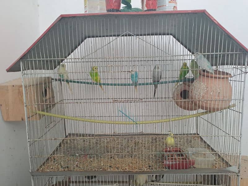 Complete Bird Setup [Budgies,Cockatiel,finches,Fishers,Latino,others] 1