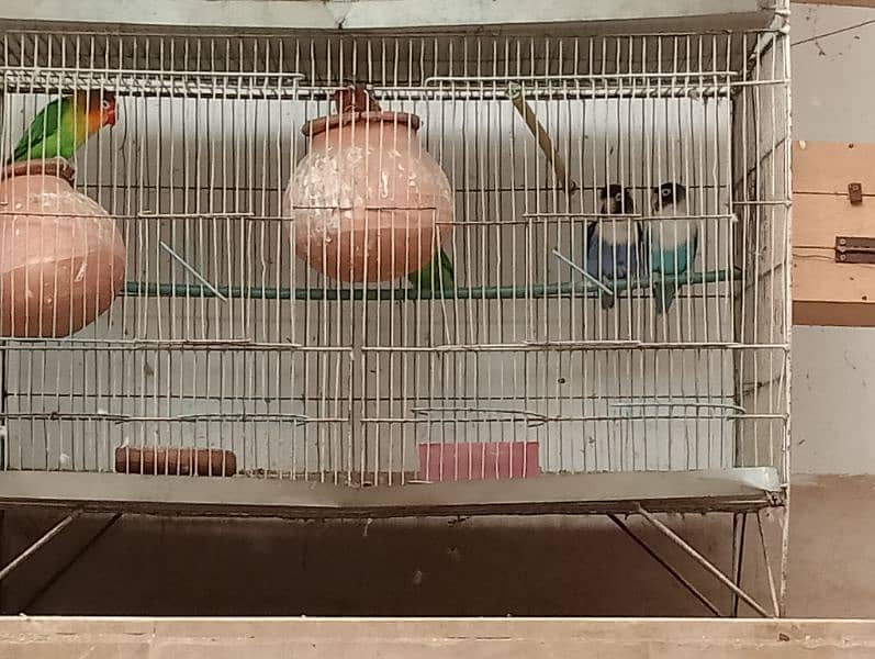 Complete Bird Setup [Budgies,Cockatiel,finches,Fishers,Latino,others] 2