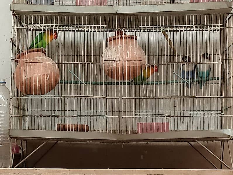 Complete Bird Setup [Budgies,Cockatiel,finches,Fishers,Latino,others] 3