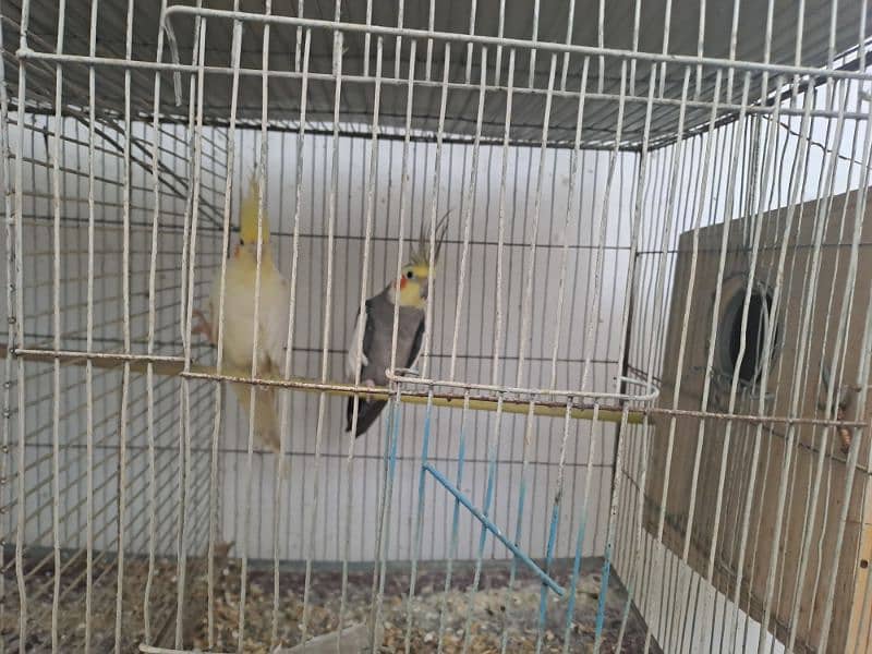 Complete Bird Setup [Budgies,Cockatiel,finches,Fishers,Latino,others] 4