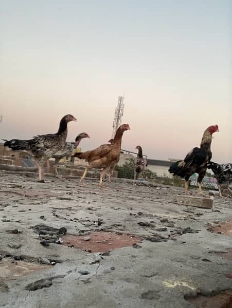 ASEEL HEN FOR SALE EGG BREEDING 1