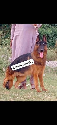 German Shepherd female breeder  For sale