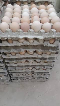 fresh desi eggs 0