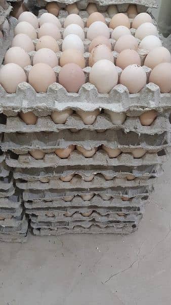 fresh desi eggs