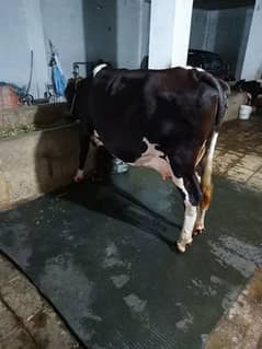 3sra sowa cow for sale sath sex semon ke bachri hy 4.5 month ke 0