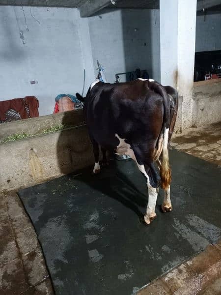 3sra sowa cow for sale sath sex semon ke bachri hy 4.5 month ke 3