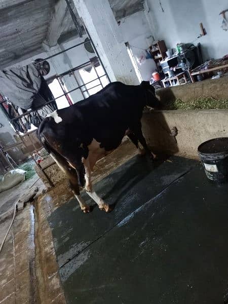 3sra sowa cow for sale sath sex semon ke bachri hy 4.5 month ke 4