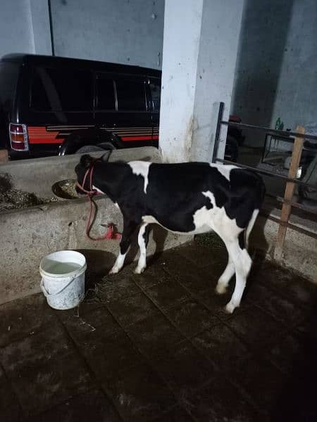 3sra sowa cow for sale sath sex semon ke bachri hy 4.5 month ke 5