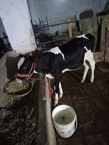 3sra sowa cow for sale sath sex semon ke bachri hy 4.5 month ke 6