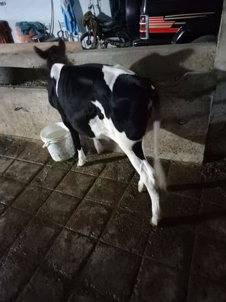 3sra sowa cow for sale sath sex semon ke bachri hy 4.5 month ke 8