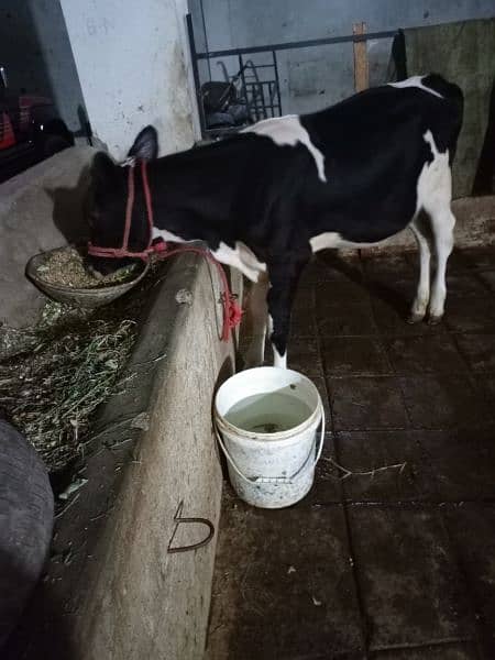 3sra sowa cow for sale sath sex semon ke bachri hy 4.5 month ke 9