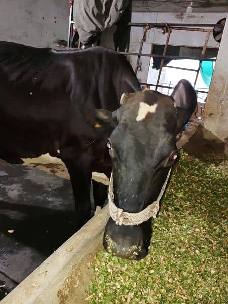 3sra sowa cow for sale sath sex semon ke bachri hy 4.5 month ke 10