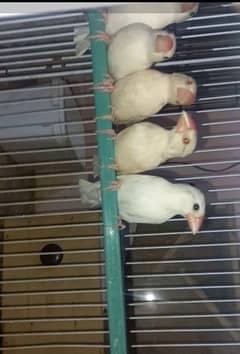 white, opal java , diamond , red pied doves chicks 0