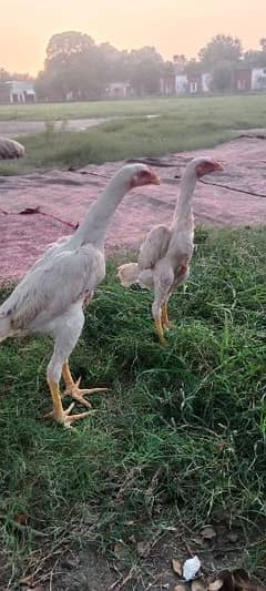 White O Shamo for sale